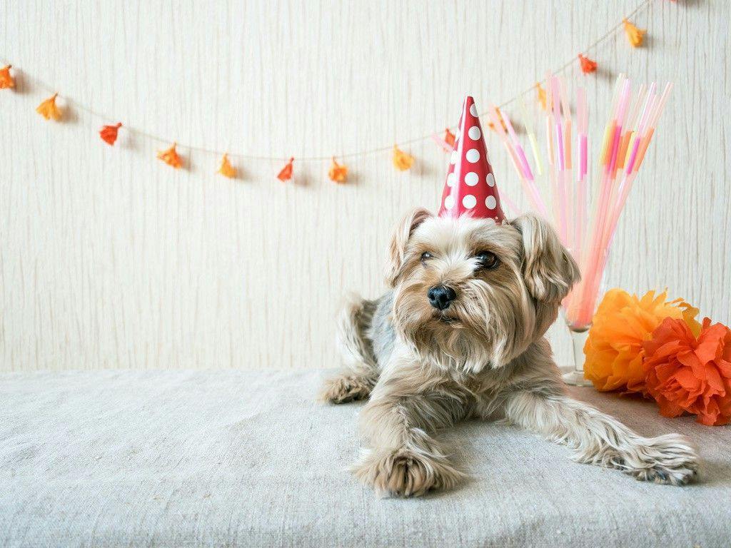【ペットと泊まれる】Dog Anniversary Stay （素泊り）