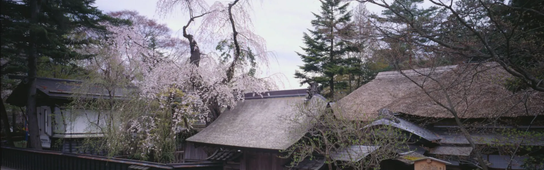 角館山荘 侘桜