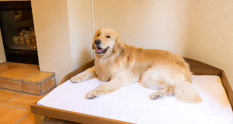 グランピングヴィラハンズ河口湖を見た人におすすめのペットと泊まれる宿 選 宿泊予約は 一休 Com グランピングヴィラハンズ河口湖を見た人におすすめのペットと泊まれる宿 選 宿泊予約は 一休 Com