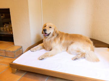 ペットと泊まれる宿 をランキング形式でご紹介 一休 Com ペットと泊まれる宿 をランキング形式でご紹介 一休 Com