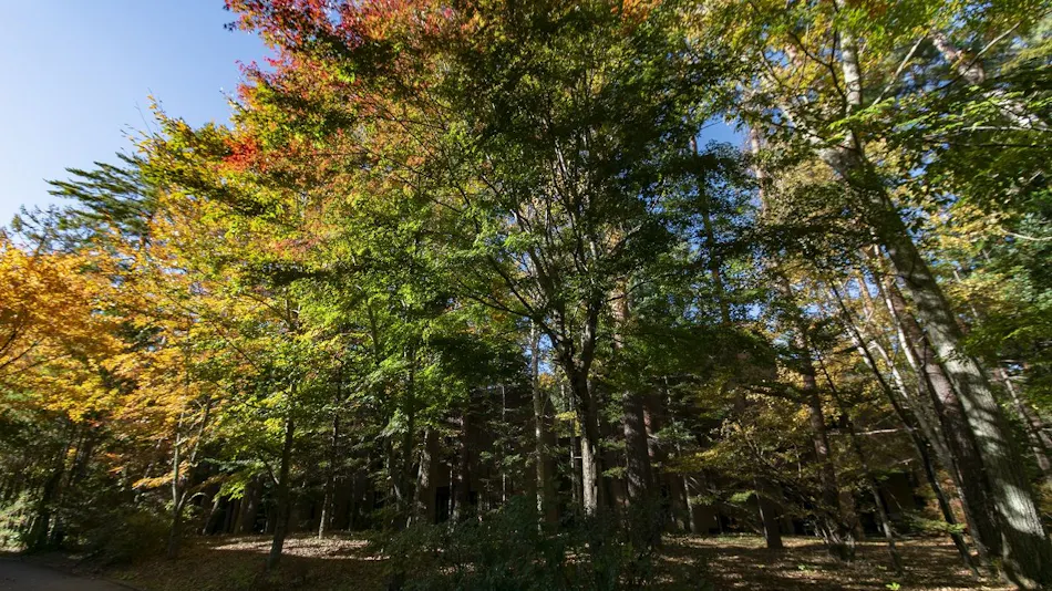 Forest Village