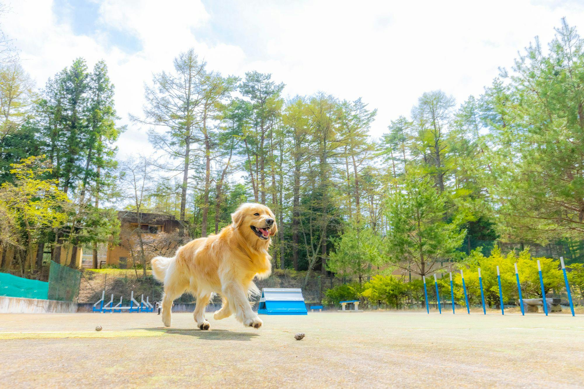 フォレストヴィレッジ