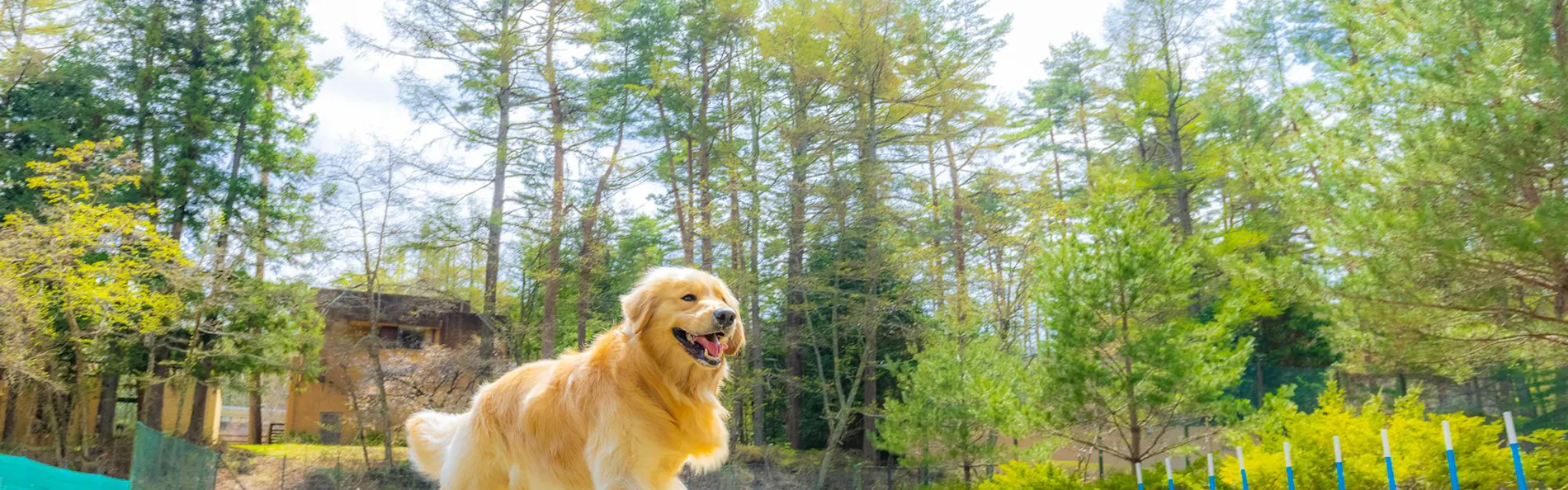 フォレストヴィレッジ