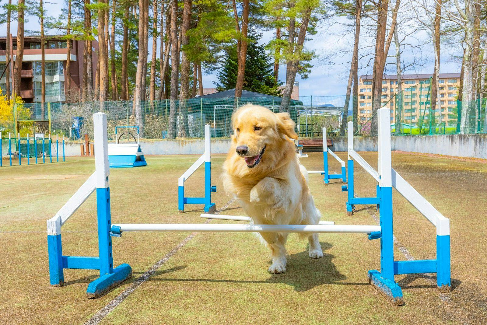 山梨 ペットと泊まれる宿 9選 宿泊予約は 一休 Com