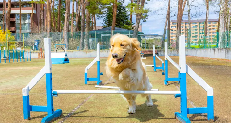 山梨 ペットと泊まれる宿 9選 宿泊予約は 一休 Com 山梨 ペットと泊まれる宿 9選 宿泊予約は 一休 Com