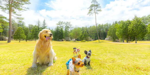 フォレストヴィレッジ~愛犬と泊まる森の隠れ家~