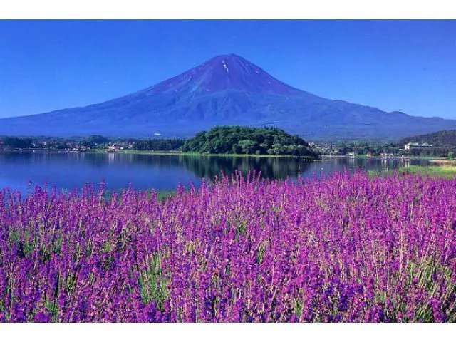 เทศกาลสมุนไพร