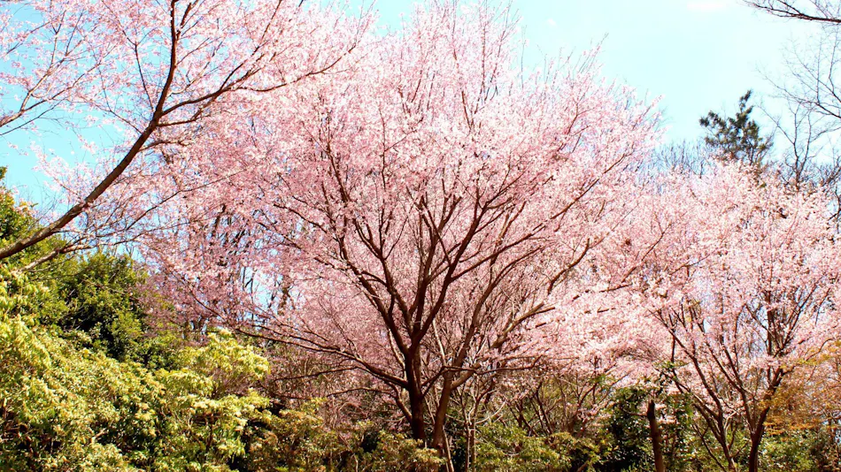 Izu Kogen Jogasaki Onsen Hana Fubuki