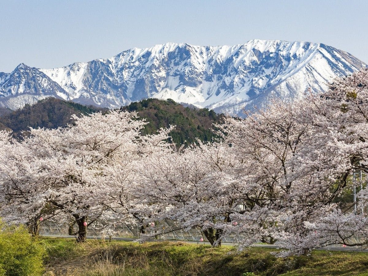 ภูเขาไดเซ็นที่หิมะละลายและดอกซากุระ ทิวทัศน์ของญี่ปุ่น