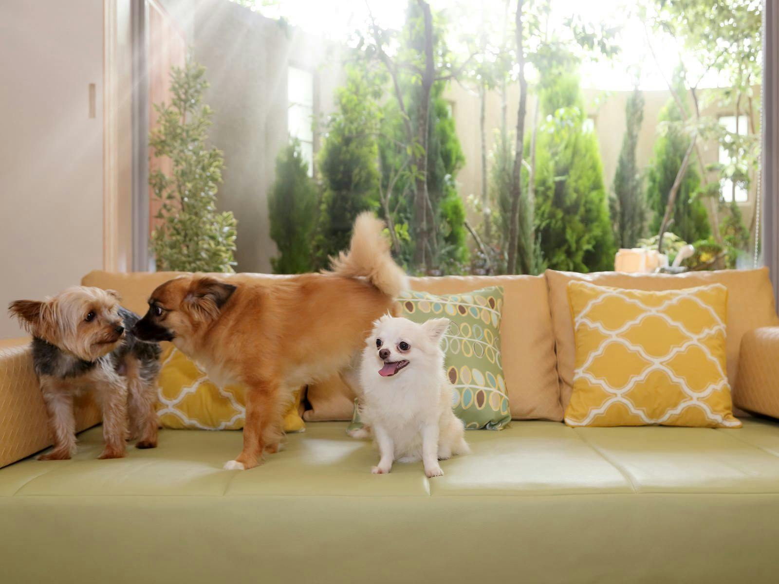 【標準方案】與愛犬共度的 Go・遊庭 住宿