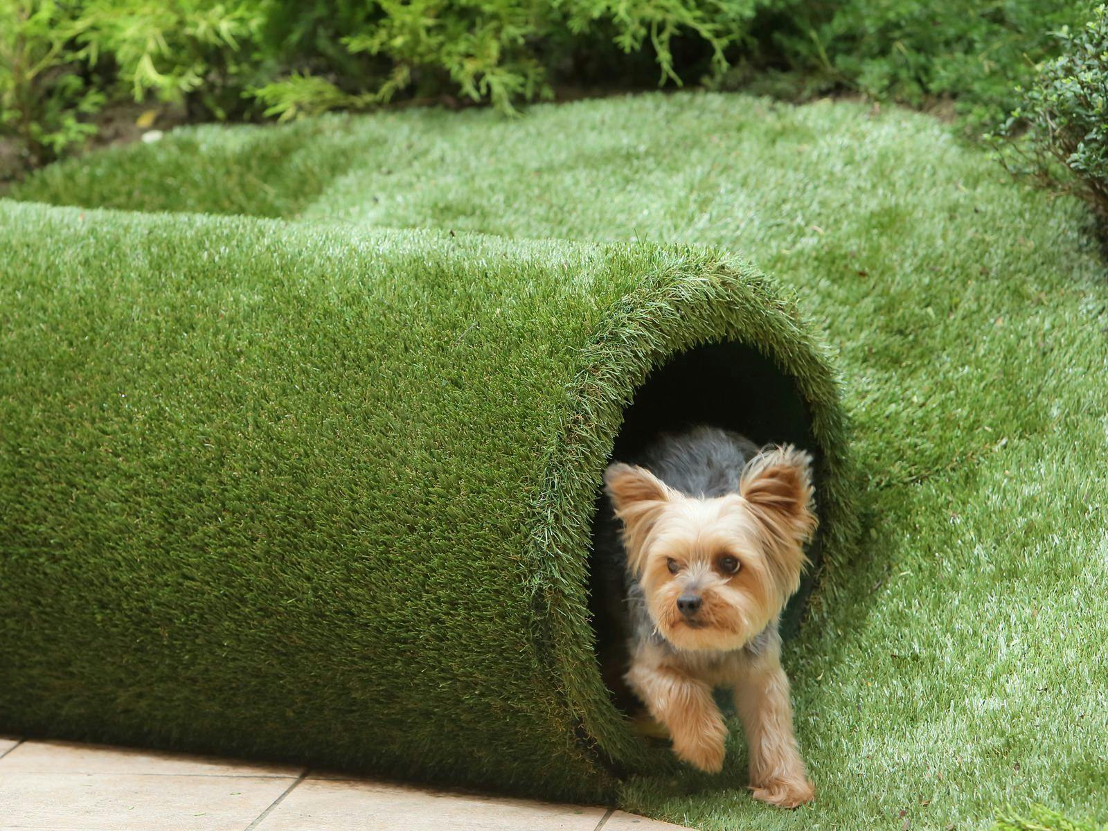 21年最新 関東 ペットと泊まれる宿ランキング 一休 Com