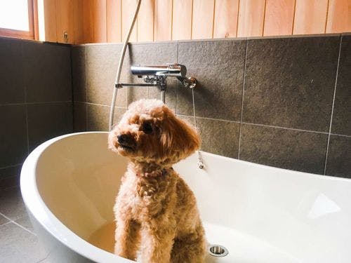 【VMGプレミア（ペット可）・801】