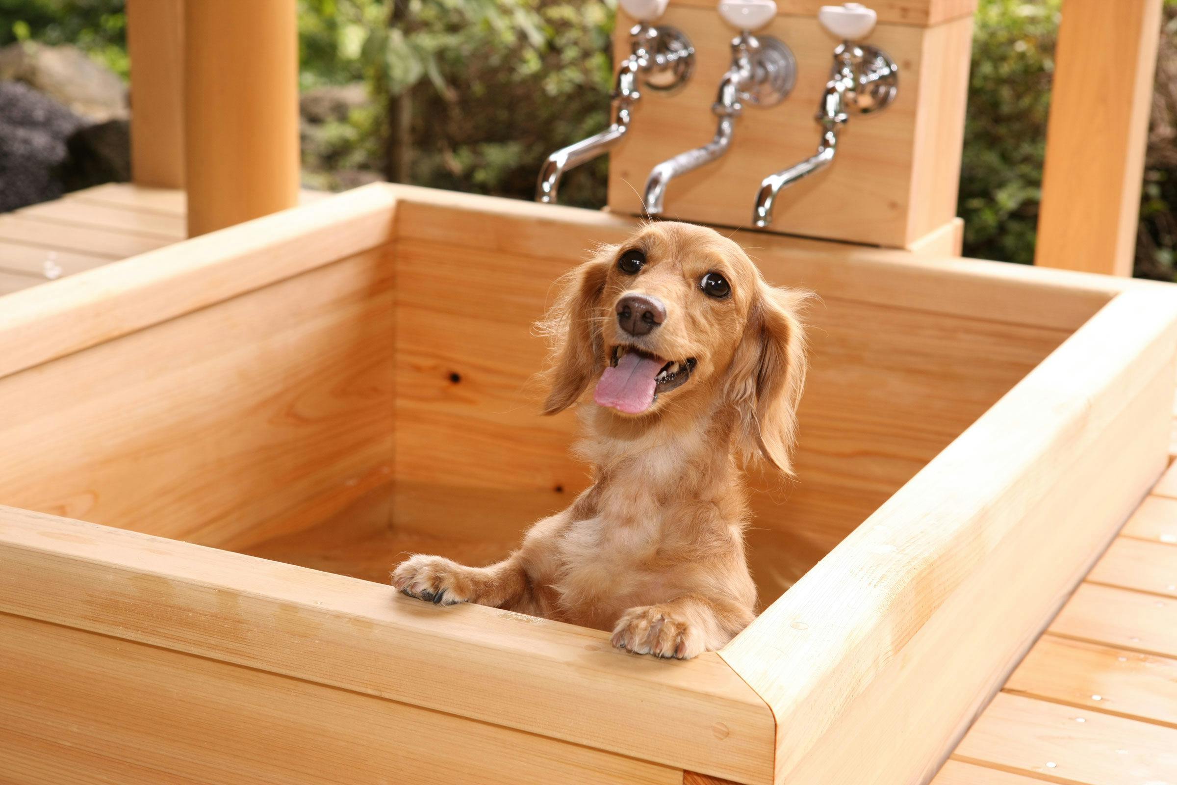 21年最新 全国 ペットと泊まれる宿 3ページ ランキング 一休 Com