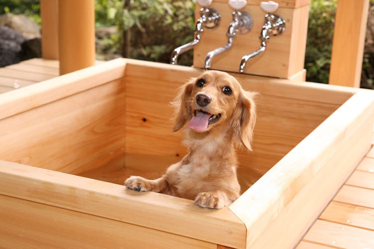 ワンちゃん専用露天風呂【全室有り】