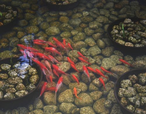 施設の金魚