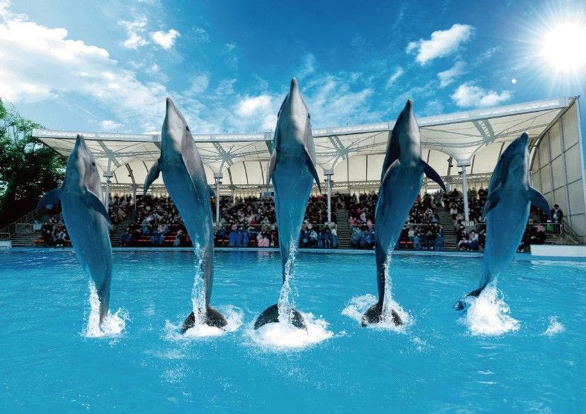 イルカショー