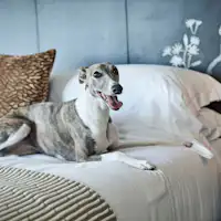 ยินดีต้อนรับการเข้าพักพร้อมสัตว์เลี้ยง