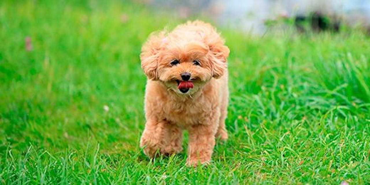 滋賀県の琵琶湖周辺など犬と泊まれるコテージ ホテルの宿10選 Iisentaku 滋賀県の琵琶湖周辺など犬と泊まれるコテージ ホテルの宿10選 Iisentaku