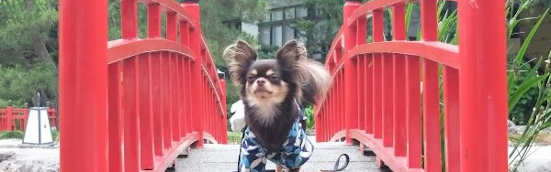 鬼怒川 絆