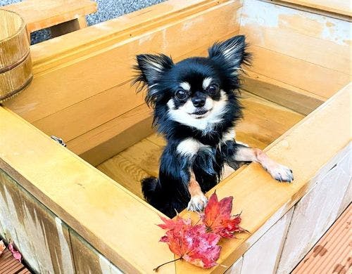 一休 Com 現在開催中のタイムセール 関東 横浜 舞浜のホテル 旅館 国内旅行 宿泊予約