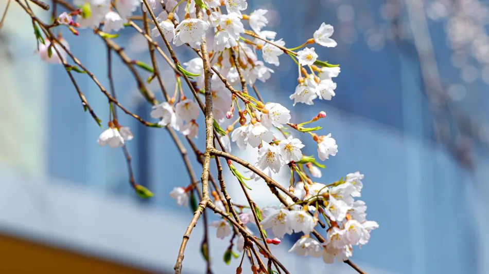 Hakone Hotel Kowakien