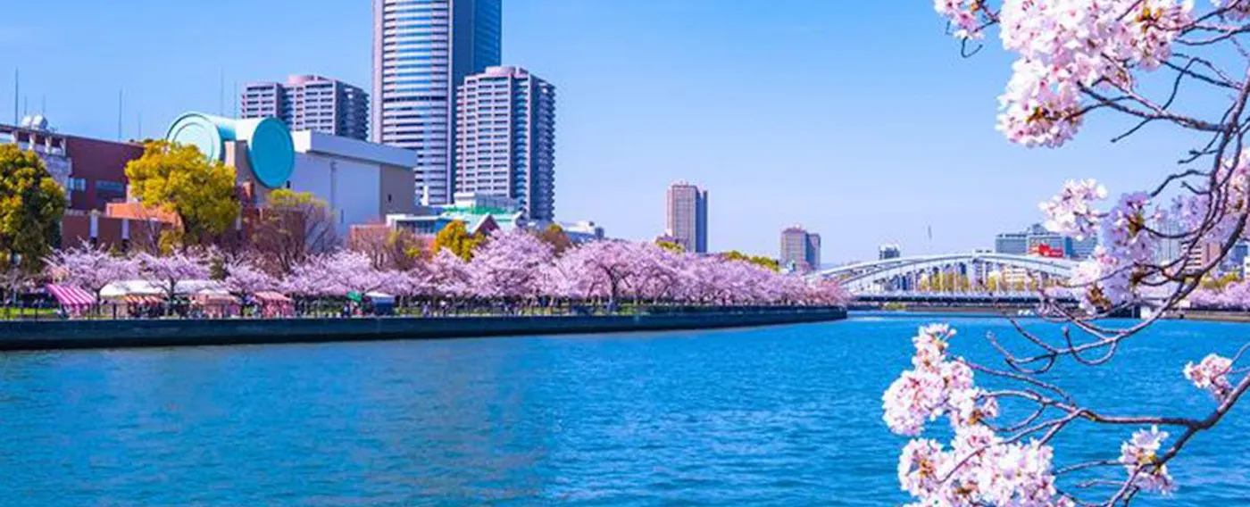 ウォルドーフ・アストリア大阪:周辺の大川と桜