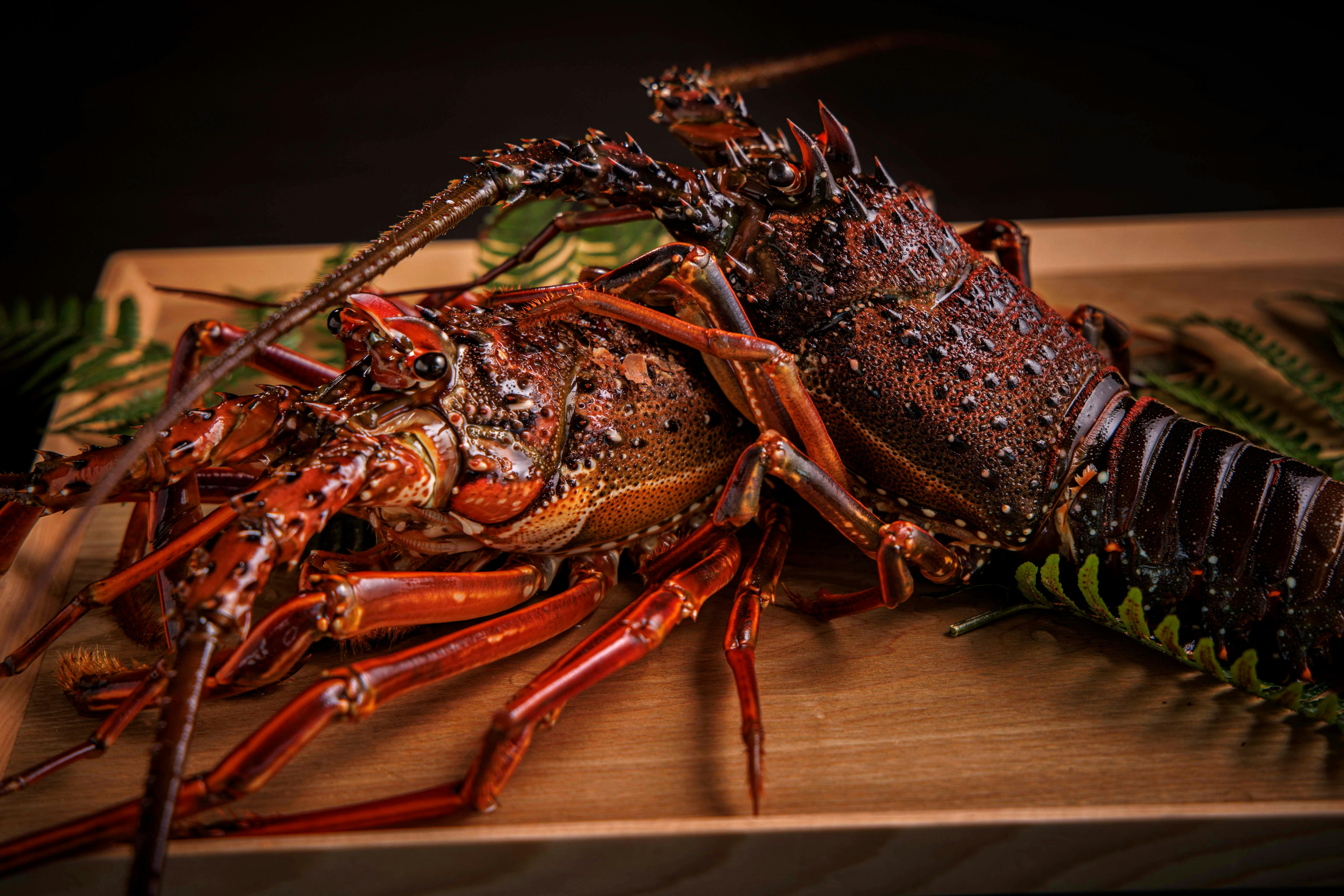 วัตถุดิบชั้นเลิศจากทะเลและผืนดิน (ตัวอย่าง)