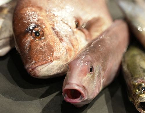 【お料理イメージ】