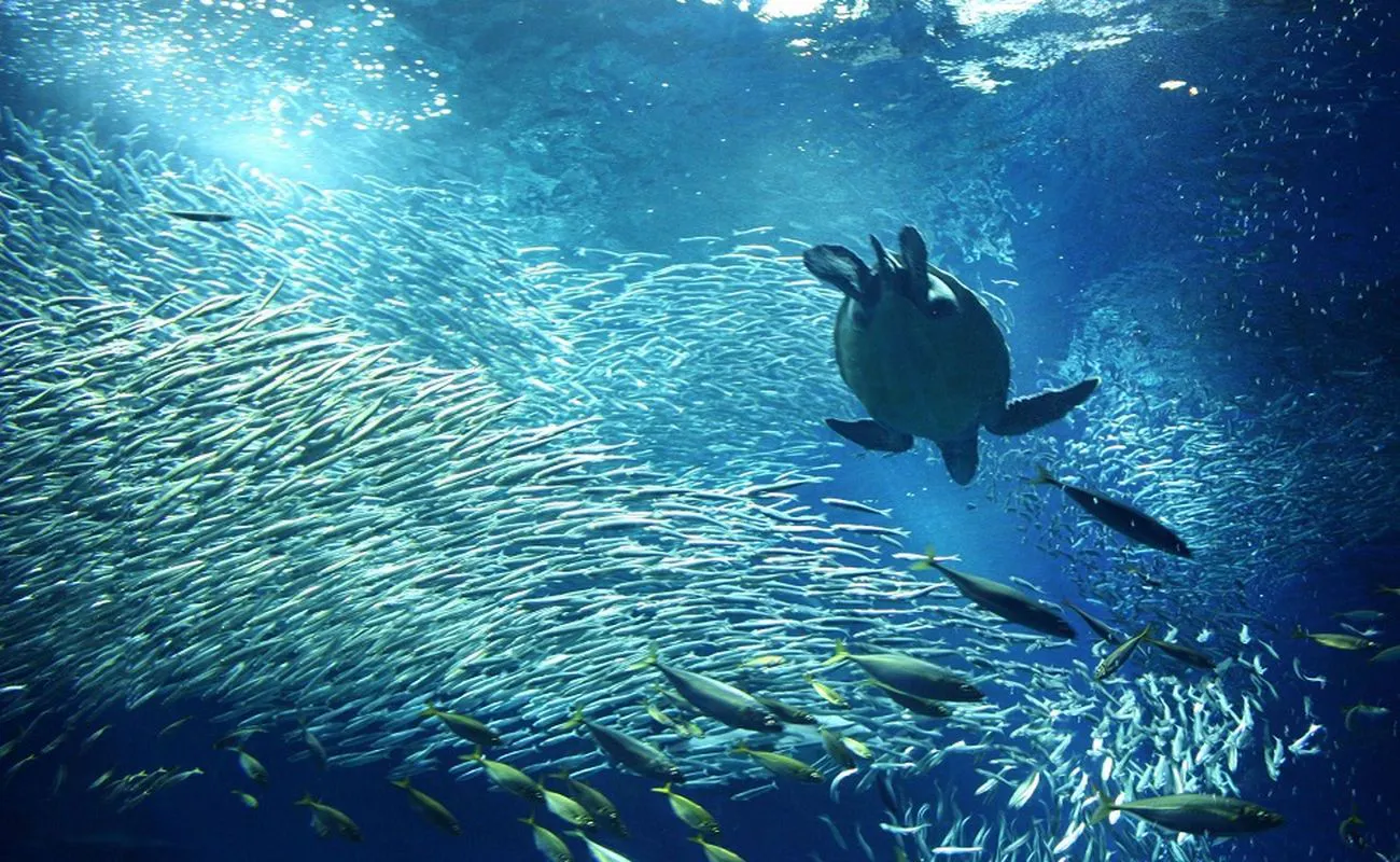 【大洗水族館／出会いの海の大水槽】