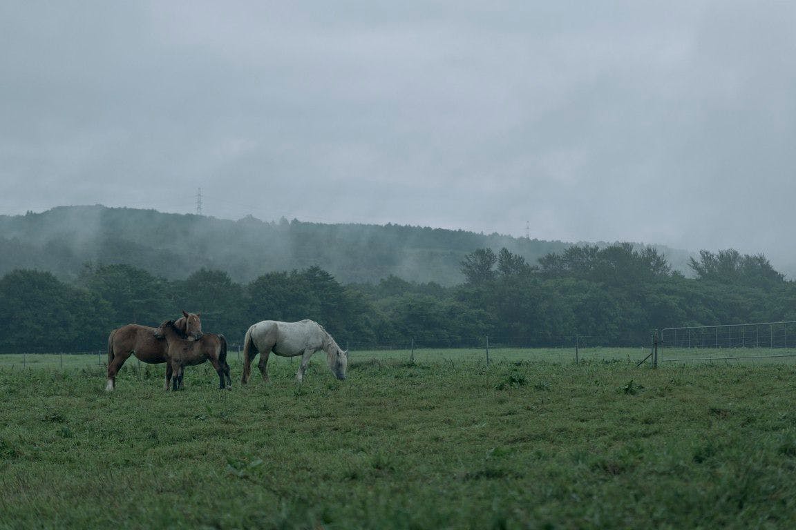 ภาพบรรยากาศบริเวณรอบๆ โคอิวาอิ