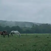 ภาพบรรยากาศบริเวณรอบๆ โคอิวาอิ