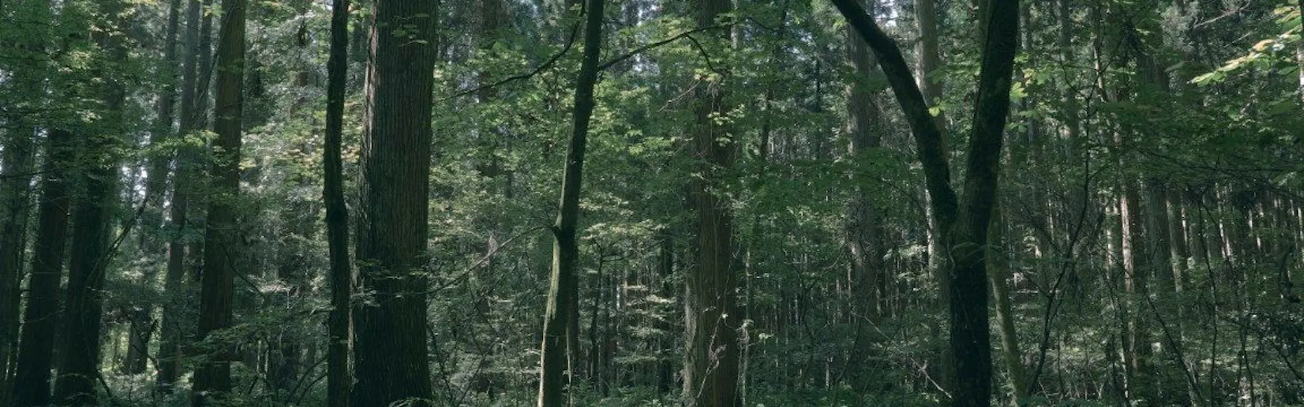 AZUMA FARM Koiwai