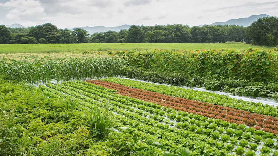 Auberge Kiyosato: Restaurant & Hotel to Savor the Blessings of Yatsugatake