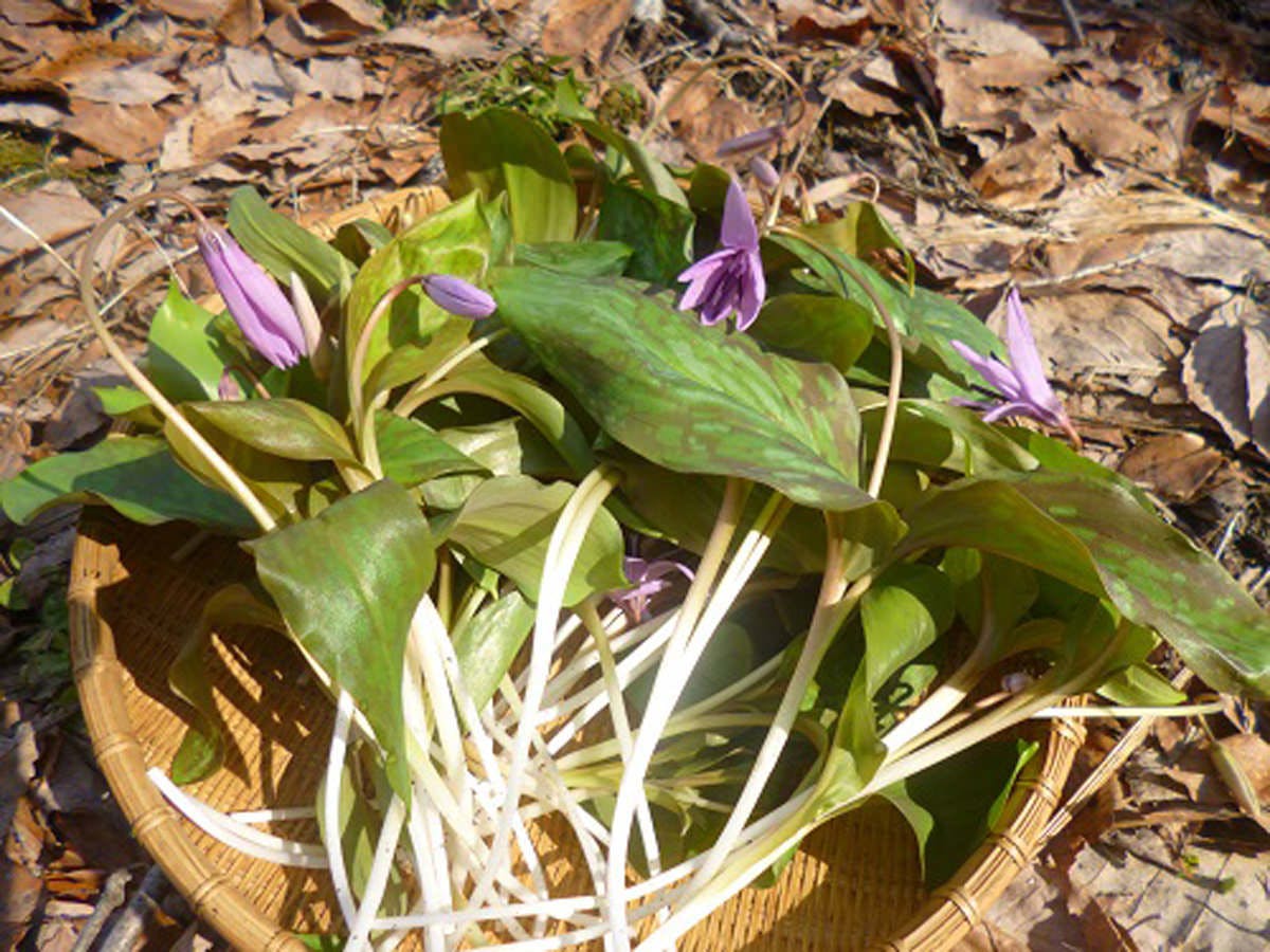 *【山菜：カタクリ】