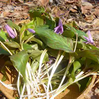 *【山菜:カタクリ】