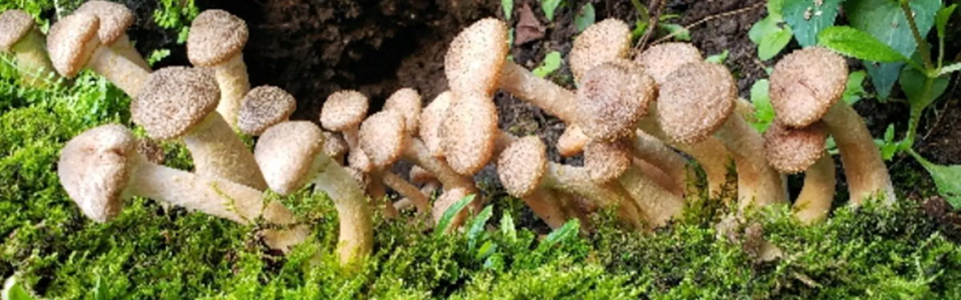 裏五頭山荘