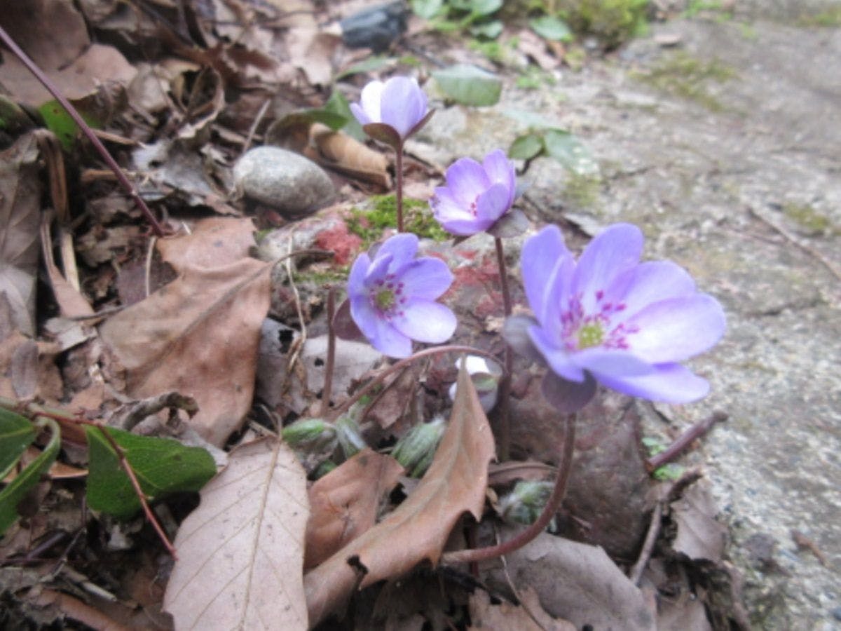 裏五頭山荘