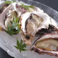 หอยนางรมหินจากทะเลเซโตะใน (เซโตะอุจิ)