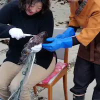 伊勢海老漁体験