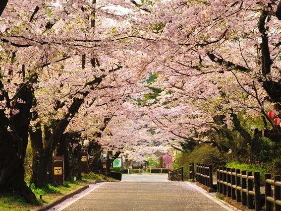 満開の桜坂