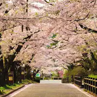 เนินซากุระบานสะพรั่ง