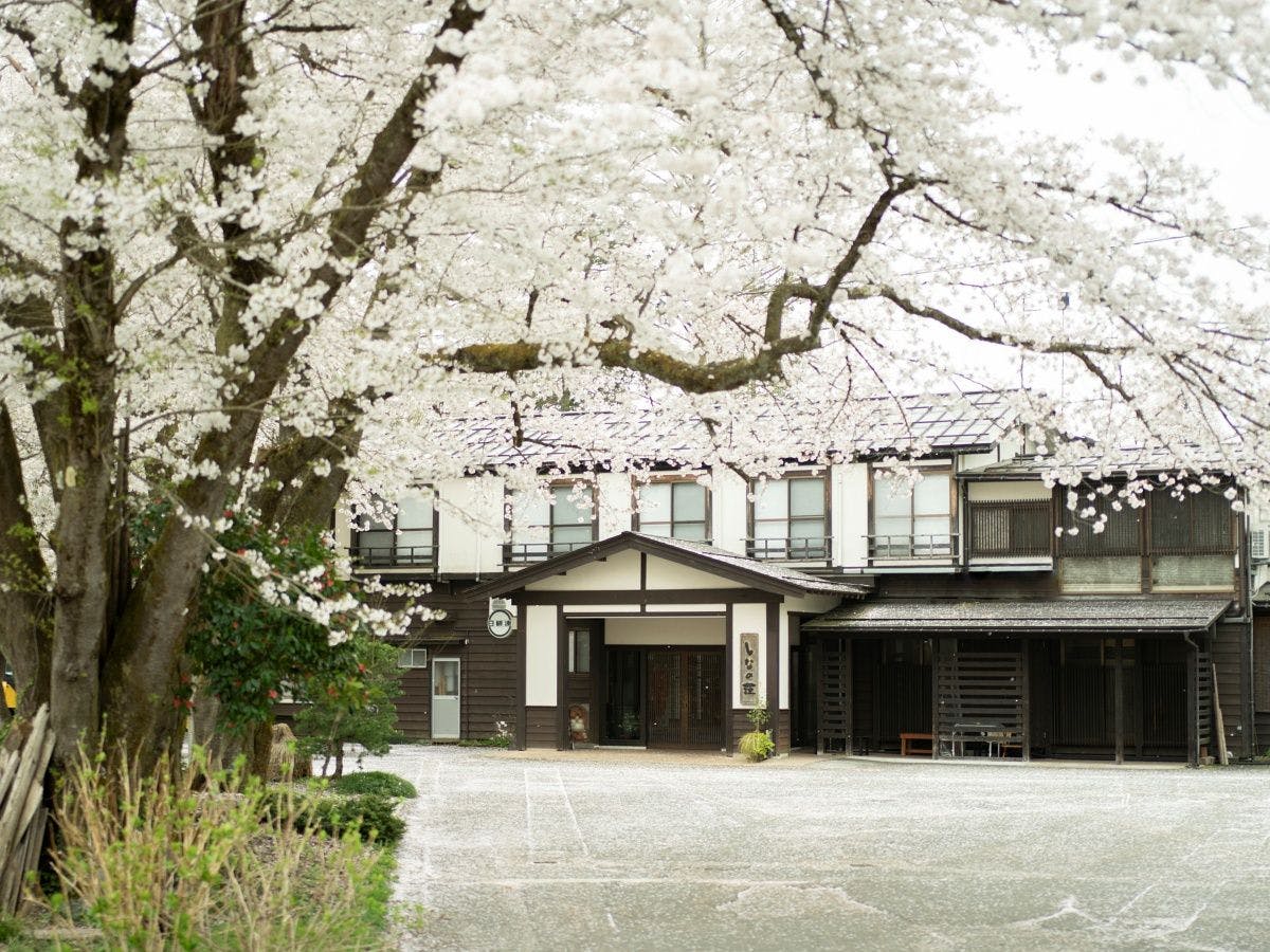 ◆ภายนอก　ซากุระ