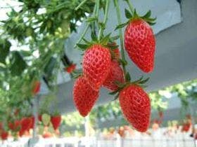 舘山寺サゴーロイヤルホテル