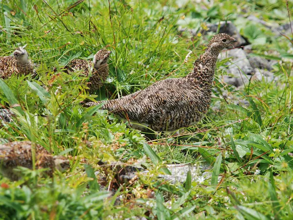 【雷鳥応援のファミリープラン】<小学生半額>家族旅行で雷鳥を助けよう!/2食付