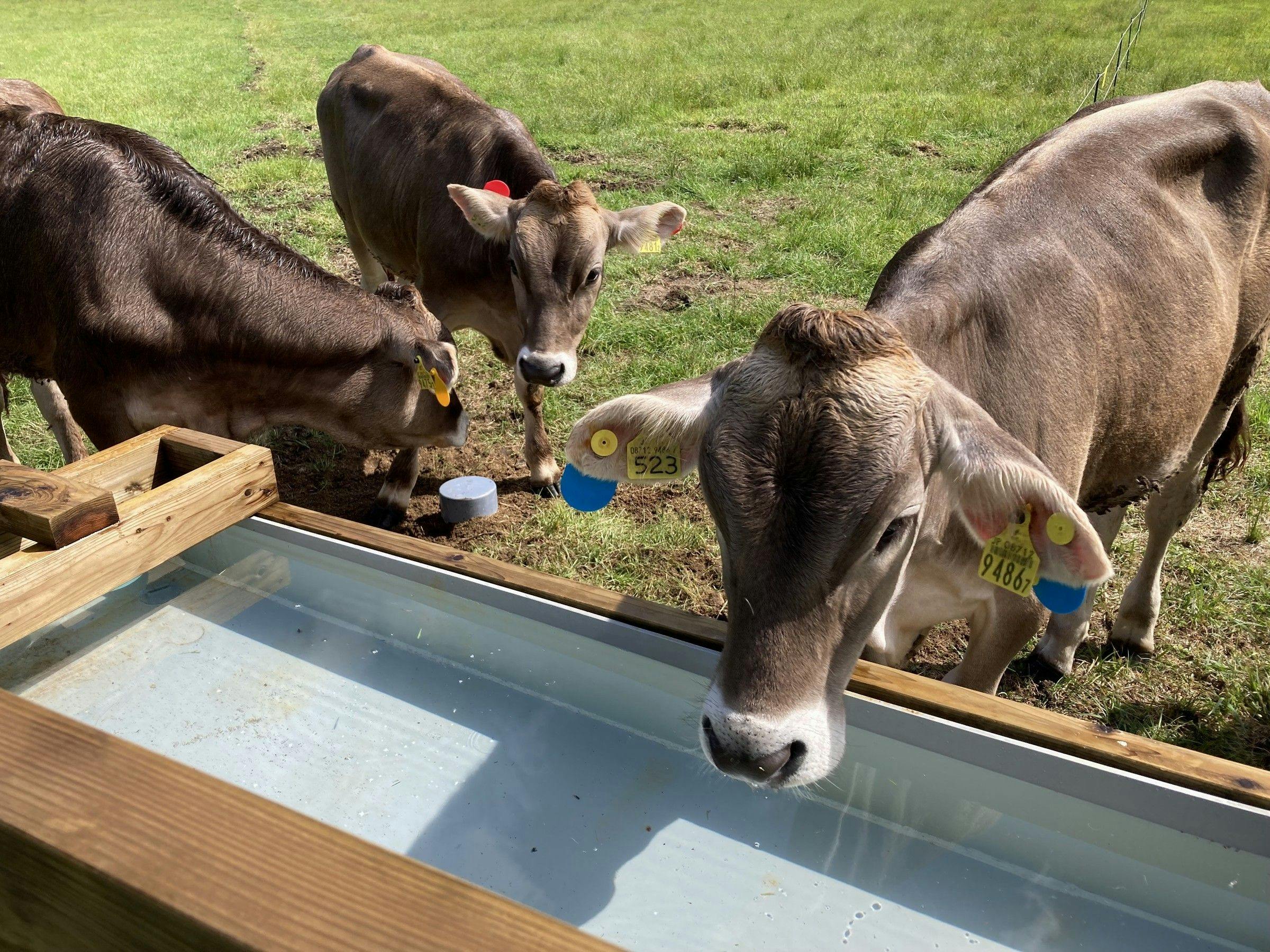 โคนมบราวน์สวิสแห่งฟาร์มโคโตคุ