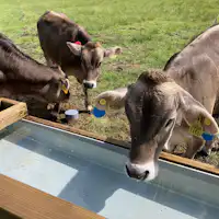 โคนมบราวน์สวิสแห่งฟาร์มโคโตคุ