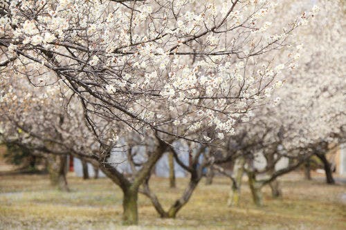 庭園内梅林