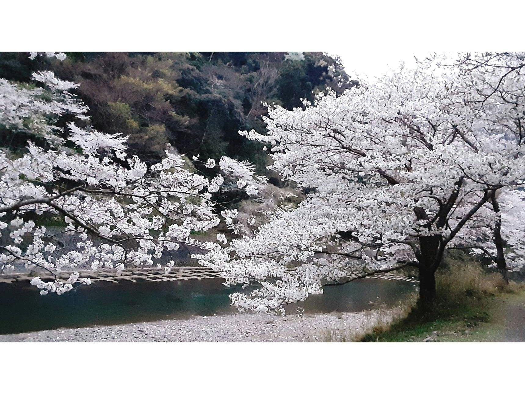 蓮台寺 ソメイヨシノ