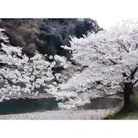 蓮台寺 ソメイヨシノ