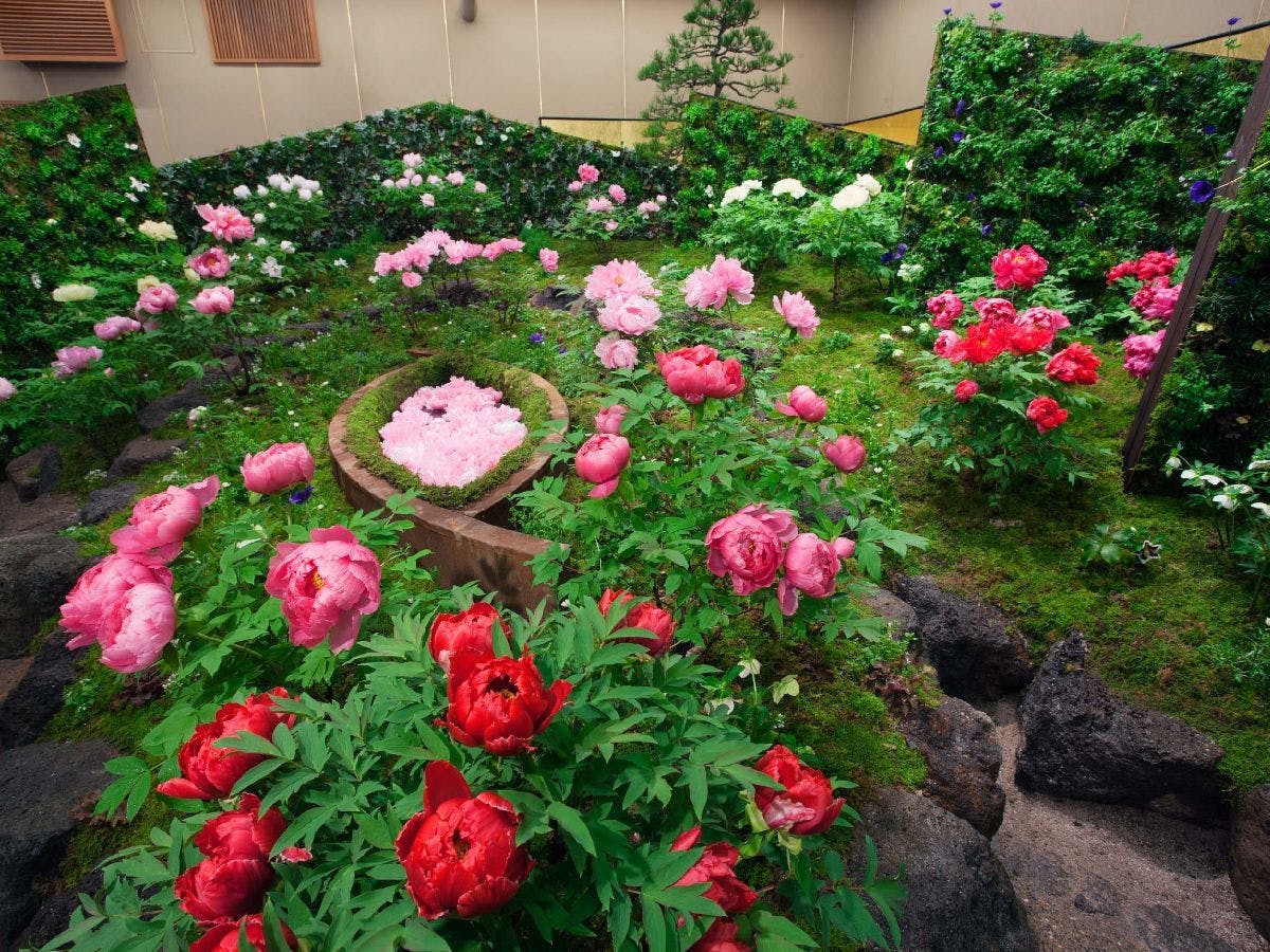 【由志園】一年中県花の牡丹が見れる庭園
